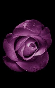 Preview wallpaper rose, bud, purple, drops, flower