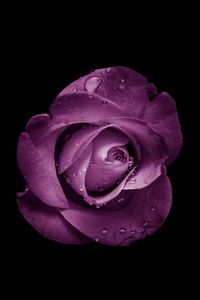 Preview wallpaper rose, bud, purple, drops, flower