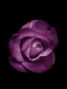 Preview wallpaper rose, bud, purple, drops, flower