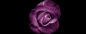 Preview wallpaper rose, bud, purple, drops, flower