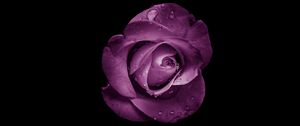 Preview wallpaper rose, bud, purple, drops, flower