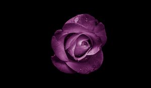 Preview wallpaper rose, bud, purple, drops, flower
