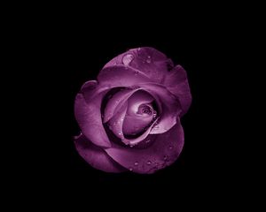 Preview wallpaper rose, bud, purple, drops, flower