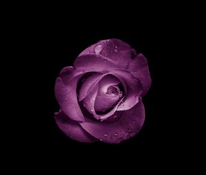 Preview wallpaper rose, bud, purple, drops, flower