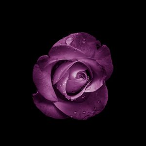 Preview wallpaper rose, bud, purple, drops, flower