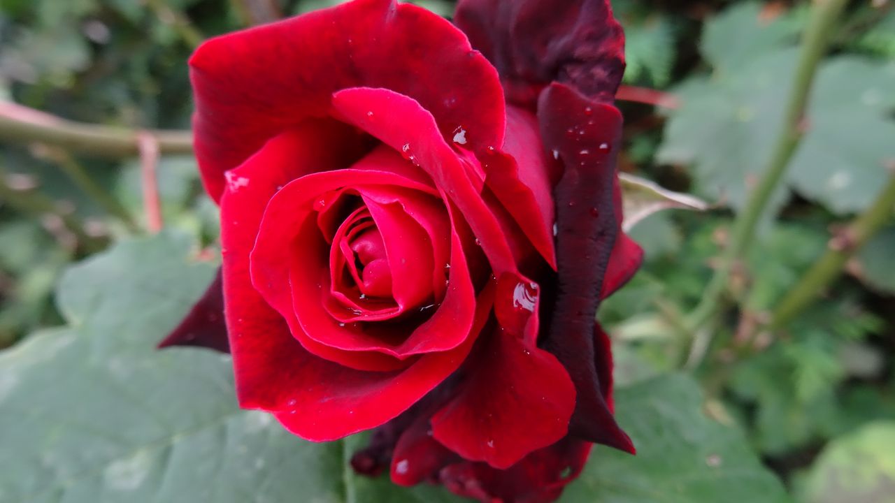 Wallpaper rose, bud, red, drops