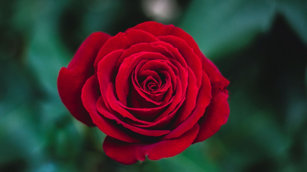 Wallpaper rose, bud, red