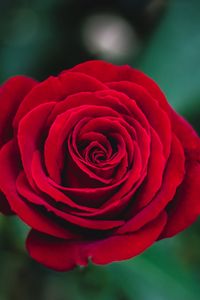Preview wallpaper rose, bud, red
