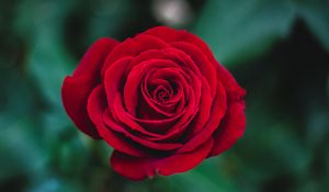 Preview wallpaper rose, bud, red