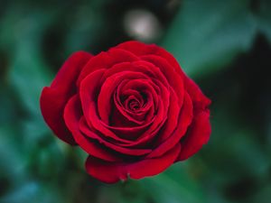 Preview wallpaper rose, bud, red