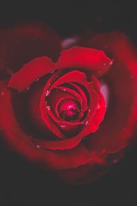 Preview wallpaper rose, bud, red, drops, close-up