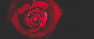 Preview wallpaper rose, bud, red, drops, close-up