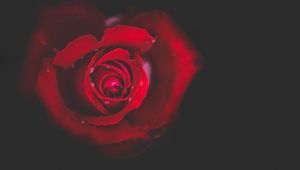 Preview wallpaper rose, bud, red, drops, close-up