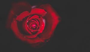 Preview wallpaper rose, bud, red, drops, close-up