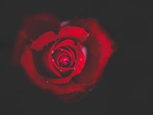 Preview wallpaper rose, bud, red, drops, close-up