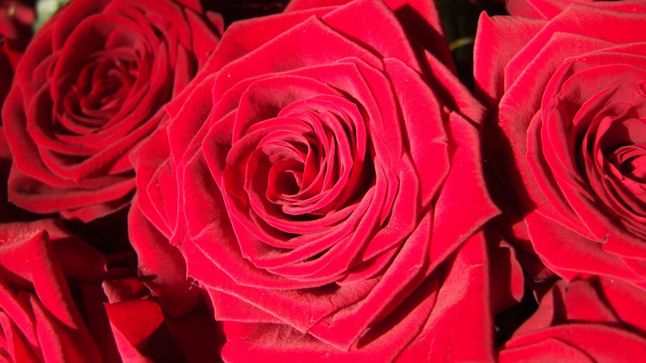 Wallpaper rose, bud, red, petals, close-up