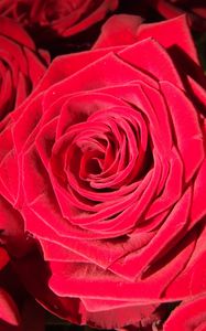 Preview wallpaper rose, bud, red, petals, close-up