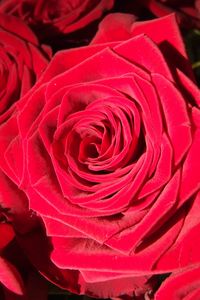 Preview wallpaper rose, bud, red, petals, close-up