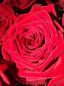 Preview wallpaper rose, bud, red, petals, close-up