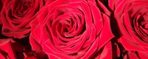 Preview wallpaper rose, bud, red, petals, close-up