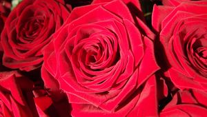 Preview wallpaper rose, bud, red, petals, close-up