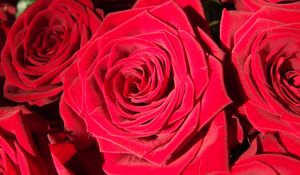 Preview wallpaper rose, bud, red, petals, close-up
