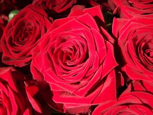 Preview wallpaper rose, bud, red, petals, close-up