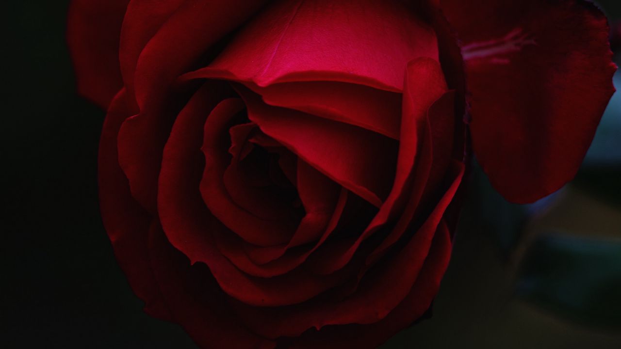 Wallpaper rose, bud, red