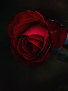 Preview wallpaper rose, bud, red