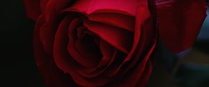 Preview wallpaper rose, bud, red