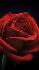 Preview wallpaper rose, bud, red, petals, black background