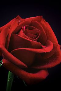 Preview wallpaper rose, bud, red, petals, black background