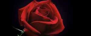 Preview wallpaper rose, bud, red, petals, black background