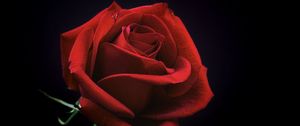 Preview wallpaper rose, bud, red, petals, black background