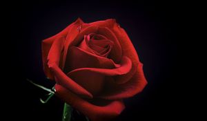 Preview wallpaper rose, bud, red, petals, black background