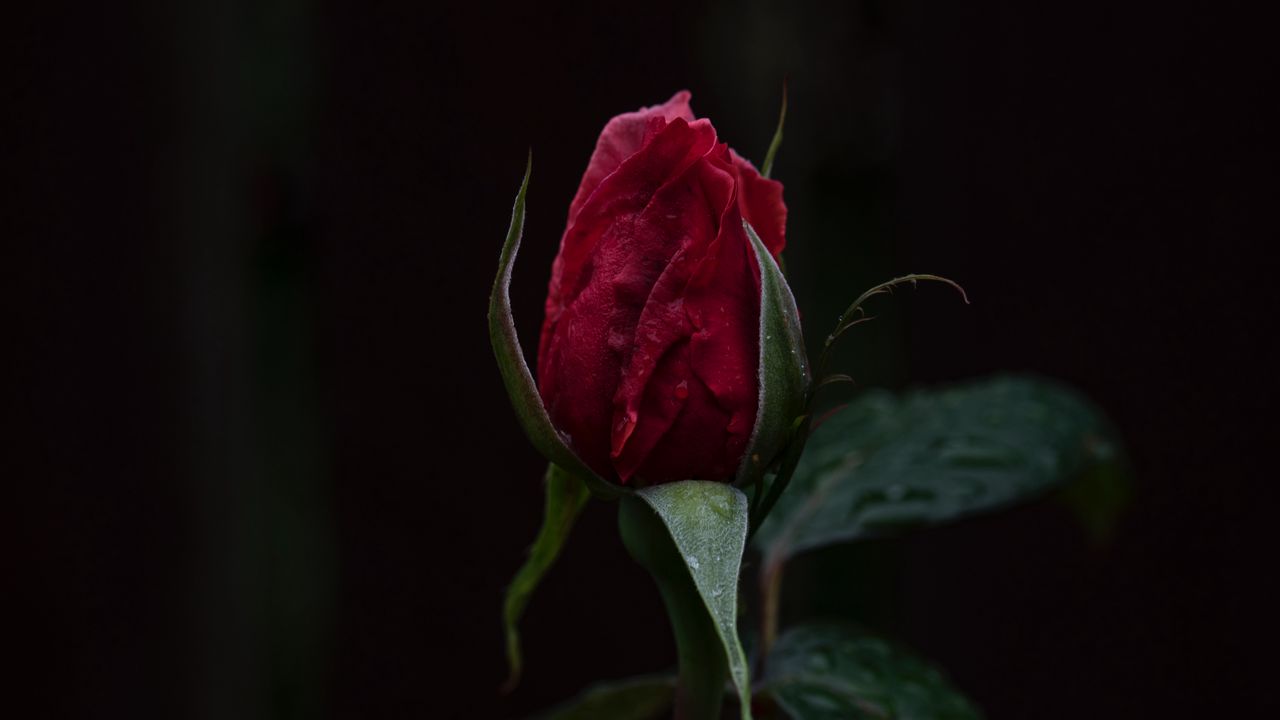 Wallpaper rose, bud, red, stem, dark background