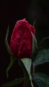 Preview wallpaper rose, bud, red, stem, dark background