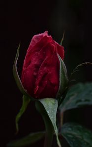 Preview wallpaper rose, bud, red, stem, dark background