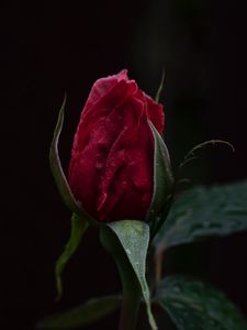 Preview wallpaper rose, bud, red, stem, dark background