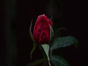 Preview wallpaper rose, bud, red, stem, dark background