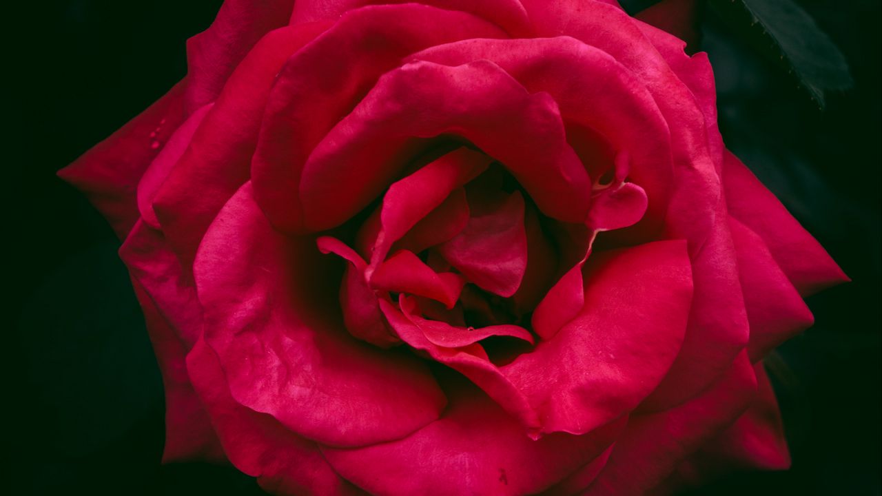 Wallpaper rose, bud, red, bush