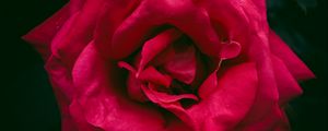 Preview wallpaper rose, bud, red, bush