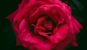 Preview wallpaper rose, bud, red, bush