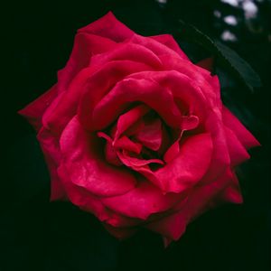 Preview wallpaper rose, bud, red, bush