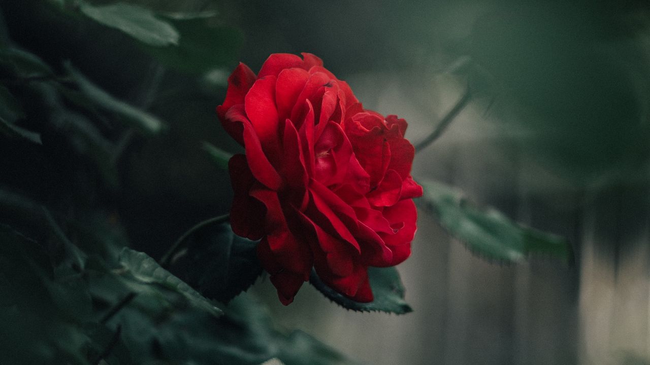 Wallpaper rose, bud, red, blur, petals