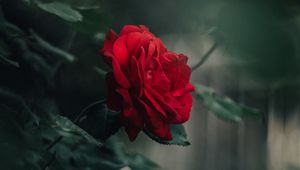 Preview wallpaper rose, bud, red, blur, petals