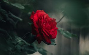 Preview wallpaper rose, bud, red, blur, petals