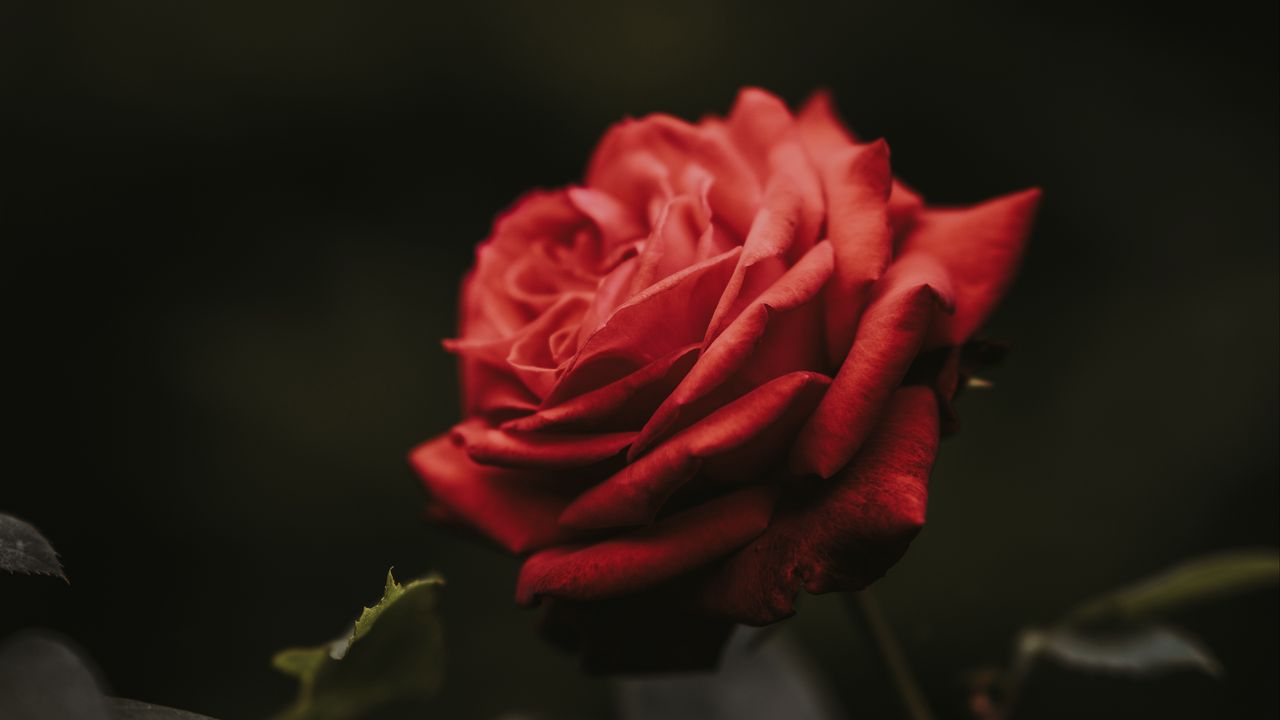 Wallpaper rose, bud, red, flower, blur