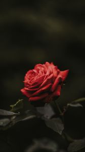 Preview wallpaper rose, bud, red, flower, blur
