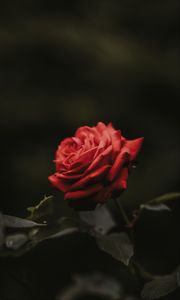 Preview wallpaper rose, bud, red, flower, blur